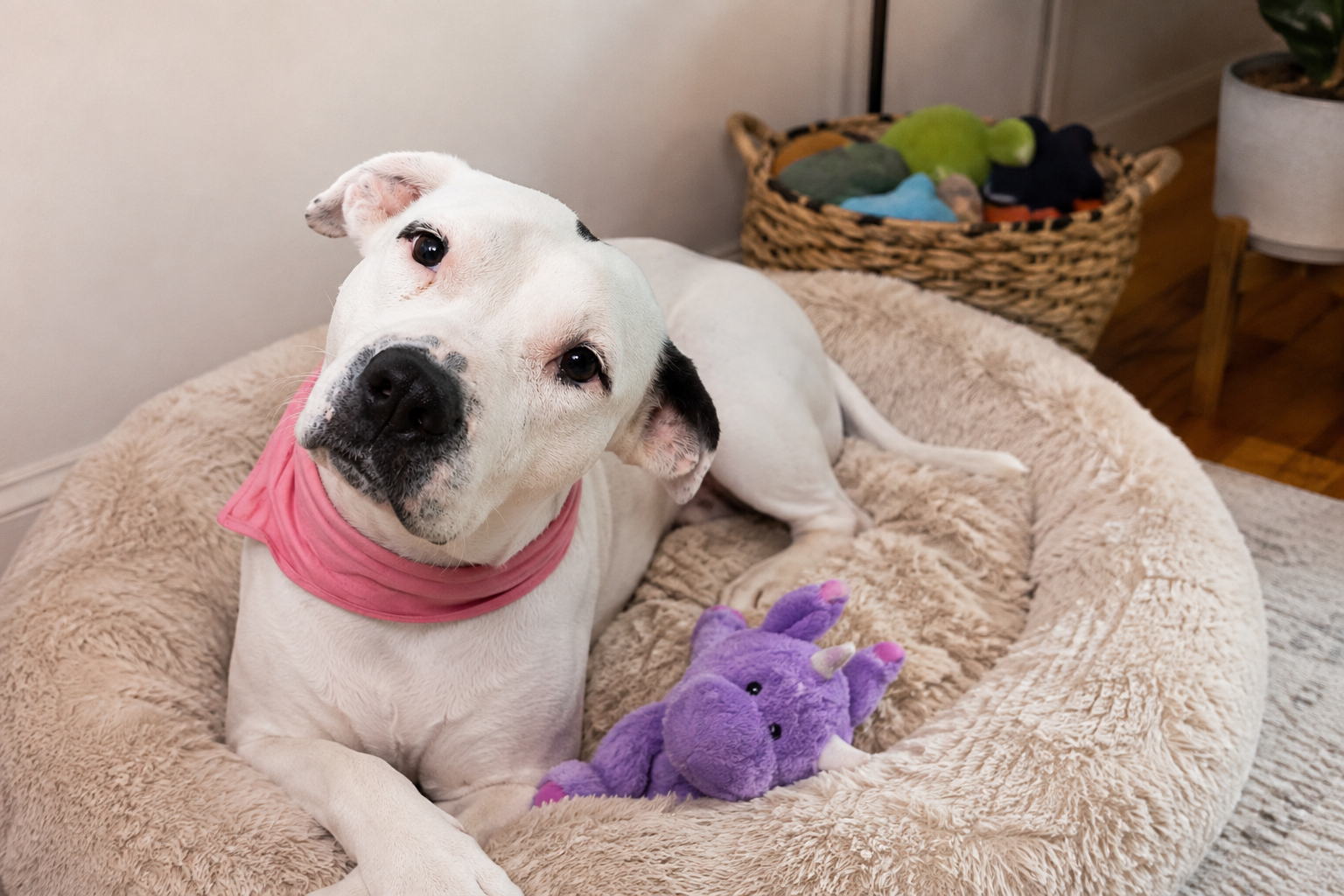Photo of Poppy relaxing comfortably at home during a drop-in visit