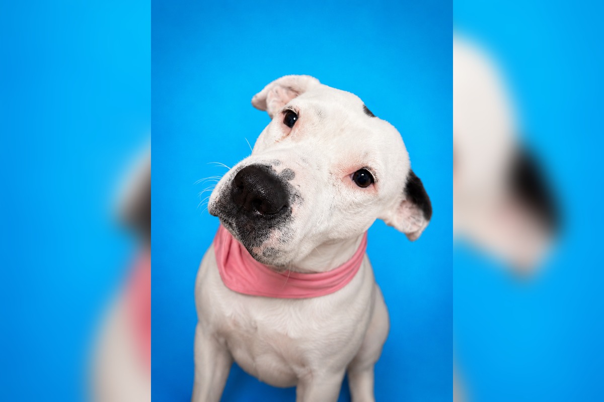 Portrait of Poppy, a Bully Mix with a bright and playful personality